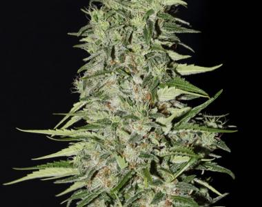 Green House Seeds - Diamond Girl cannabis seed