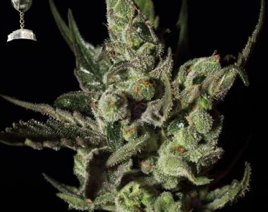 Green House Seeds - Exodus Cheese cannabis seed