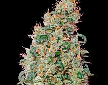 Green House Seeds - Green-O-Matic cannabis seed