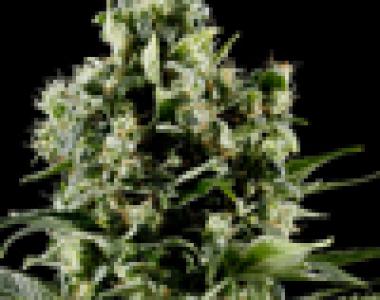 Green House Seeds - Himalaya Gold cannabis seed