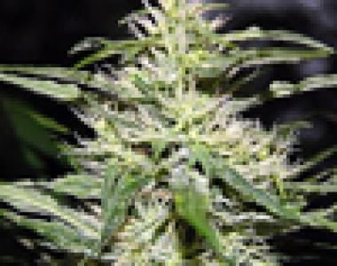 Green House Seeds - Jack Herer cannabis seed