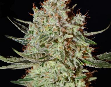 Green House Seeds - K Train cannabis seed