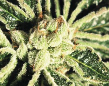 Green House Seeds - Kaia Kush cannabis seed