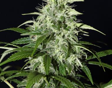 Green House Seeds - Kalshnikova Auto cannabis seed
