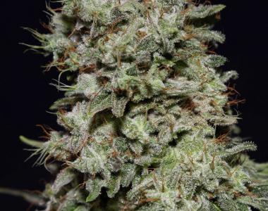 Green House Seeds - Kalshnikova cannabis seed