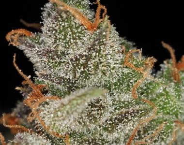 Green House Seeds - Kings Kush cannabis seed