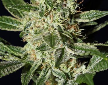 Green House Seeds - Ladyburn 1974 cannabis seed