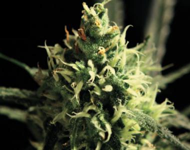Green House Seeds - Lemon Skunk cannabis seed