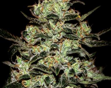 Green House Seeds - Moby Dick cannabis seed