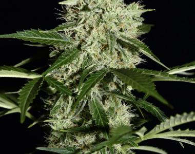 Green House Seeds - Northern Lights Automatic cannabis seed