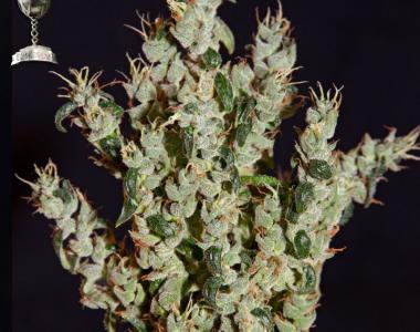 Green House Seeds - NL5 Haze Mist cannabis seed
