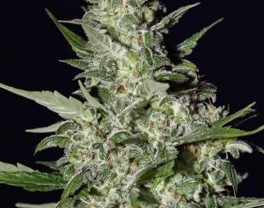 Green House Seeds - Super Critical Auto cannabis seed