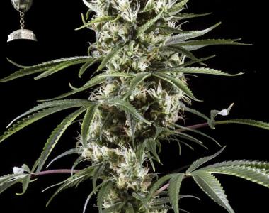 Green House Seeds - Super Lemon Haze cannabis seed