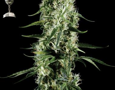 Green House Seeds - Super Silver Haze cannabis seed