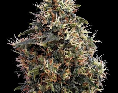 Green House Seeds - Sweet Mango cannabis seed