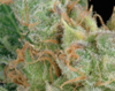 Green House Seeds - The Church cannabis seed