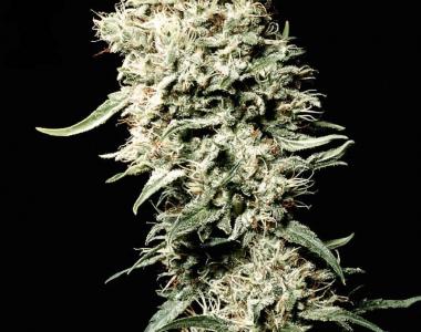 Green House Seeds - White Rhino cannabis seed