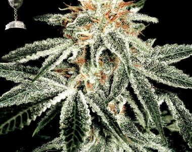 Green House Seeds - White Widow cannabis seed