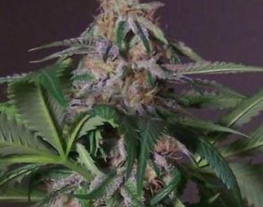 Hazeman Seeds - Blue Bubba cannabis seed
