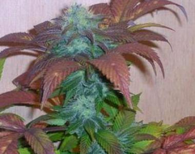 Hazeman Seeds - Breakout cannabis seed