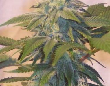 Hazeman Seeds - Bubbas Widow cannabis seed