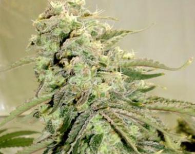 Hazeman Seeds - Elephant Stomper cannabis seed