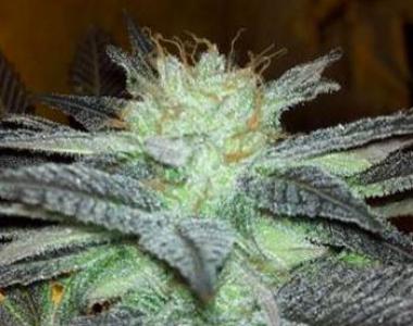 Hazeman Seeds - Fugu Kush cannabis seed