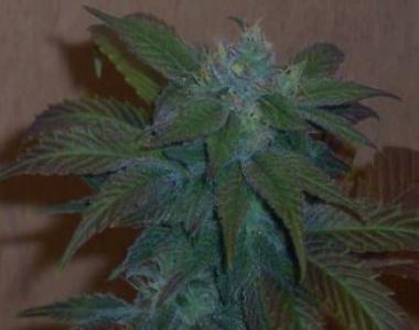 Hazeman Seeds - G High cannabis seed
