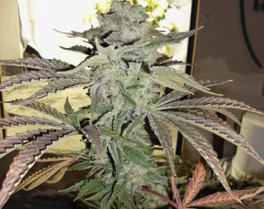 Hazeman Seeds - Grape 13 cannabis seed