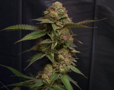 Hazeman Seeds - Headband cannabis seed