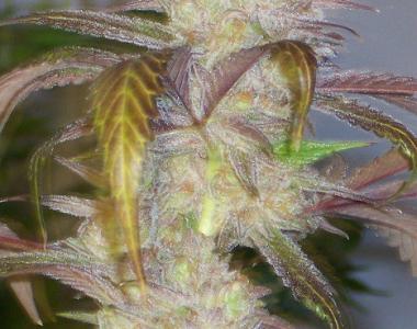 Hazeman Seeds - Mercedes Lady cannabis seed