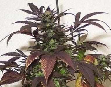 Hazeman Seeds - P.O.W. cannabis seed