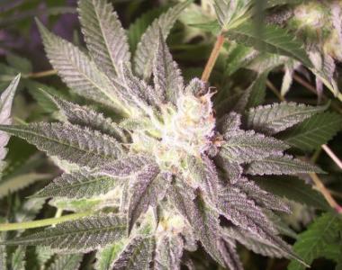 Hazeman Seeds - Triple XXX cannabis seed