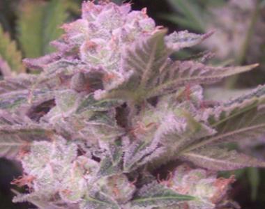 Hazeman Seeds - White Tiger cannabis seed