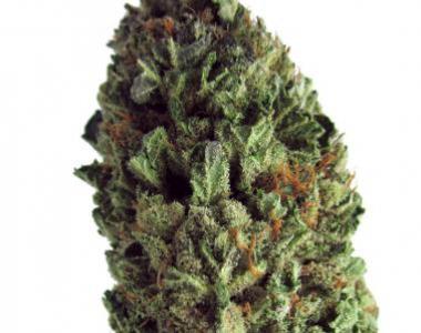 Heavyweight Seeds - Budzilla cannabis seed