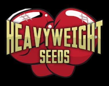 Heavyweight Seeds - Collectors Special cannabis seed