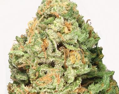 Heavyweight Seeds - Fruit Punch cannabis seed