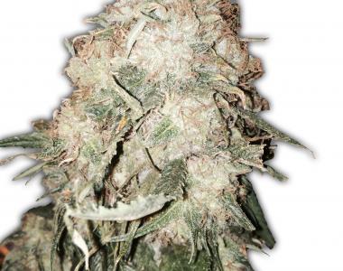 Heavyweight Seeds - Gold Mine cannabis seed