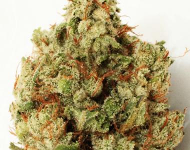 Heavyweight Seeds - Green Ninja cannabis seed
