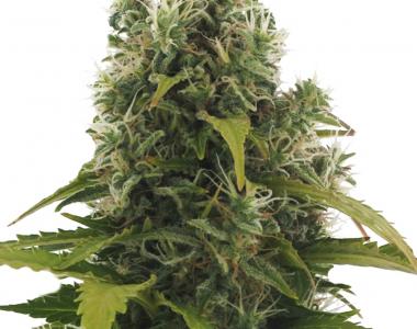 Heavyweight Seeds - High Density Auto cannabis seed