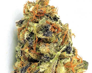 Heavyweight Seeds - K.O. Kush cannabis seed