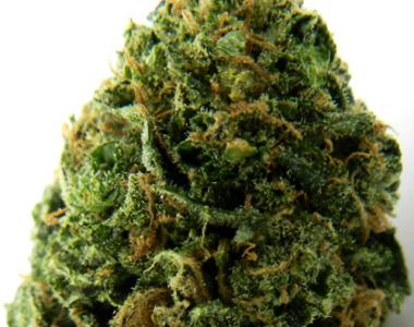 Heavyweight Seeds - Massive Midget Auto cannabis seed