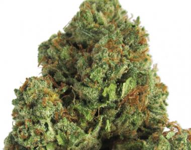 Heavyweight Seeds - Midnight Mass cannabis seed