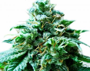 Heavyweight Seeds - Superb OG cannabis seed