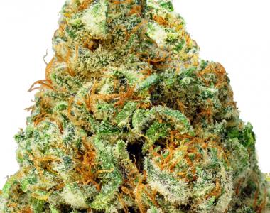 Heavyweight Seeds - Turbo Bud Auto cannabis seed
