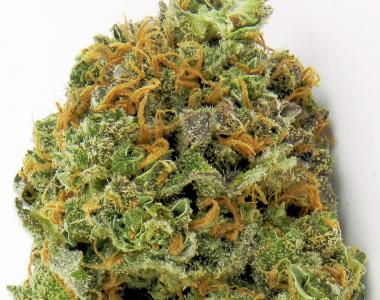 Heavyweight Seeds - Wipeout Express Auto cannabis seed