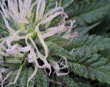 High Altitude Seed House - Auto Vesuvius cannabis seed
