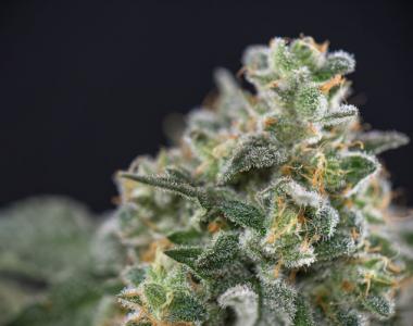 High Altitude Seed House - Baked Alaska cannabis seed