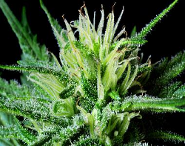 High Altitude Seed House - Hairy Lemon cannabis seed