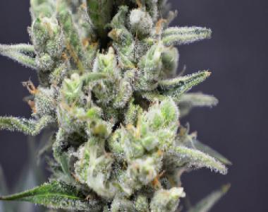 High Altitude Seed House - Killermanjaro cannabis seed